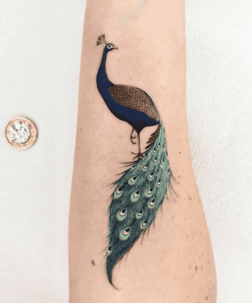 Peacock Animal Tattoo