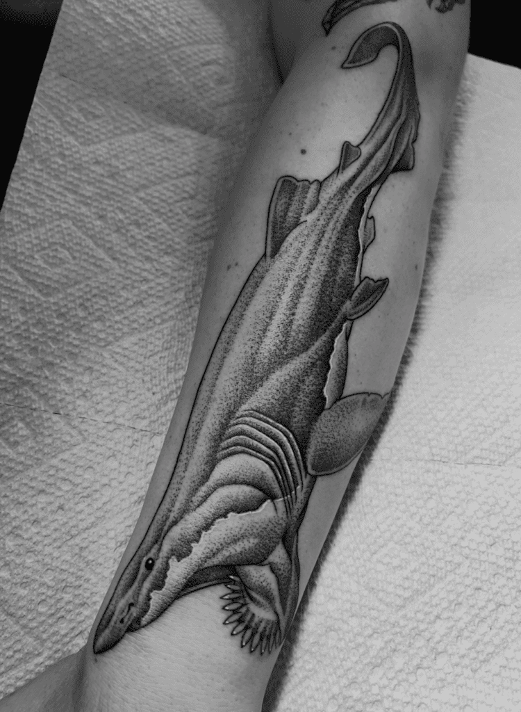 Helicoprion Shark Tattoo