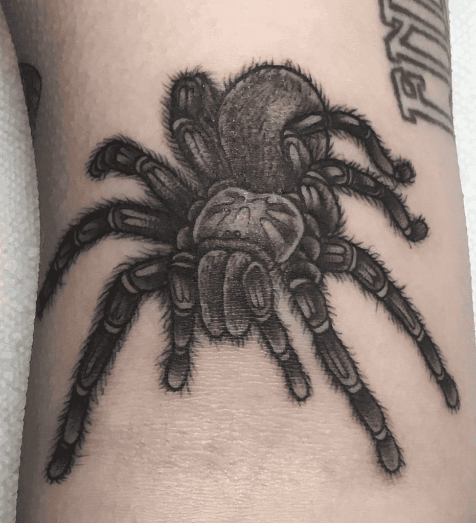 Chilean Rose Crawl Tarantula Spider Tattoo