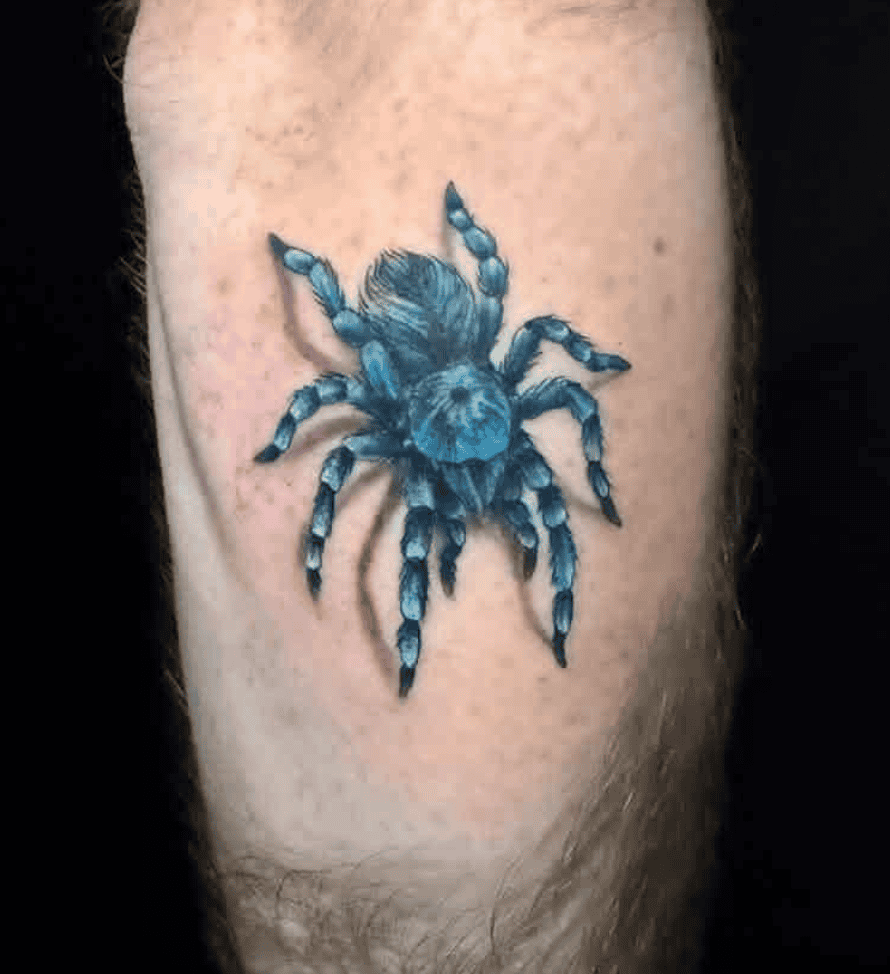 Cobalt Blue Tarantula Spider Tattoo